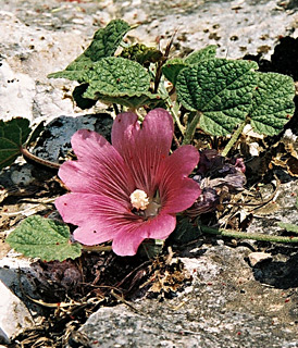 Stemless Hollyhock 