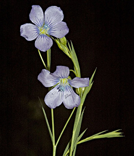 Linum bienne