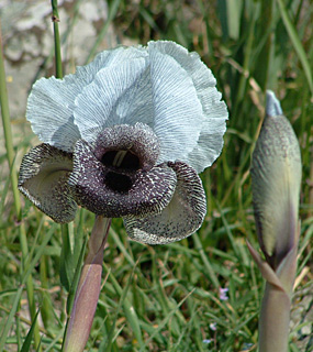 Mt. Hermon Iris 