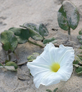 Beach Morning Glory 