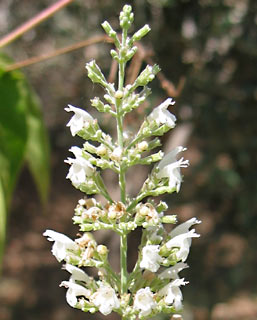 White leaved savory 