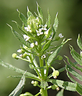 Roughfruit Corn Bedstraw 