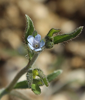 Desert Lappula 