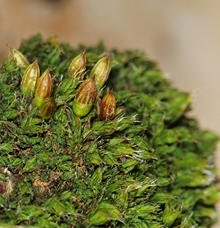 White-tipped Bristle-moss 