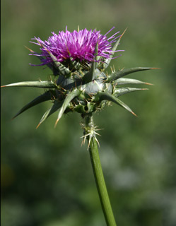 Our Lady's Thistle, Holy Thistle, Milk Thistle 