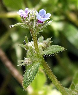 Asperugo procumbens