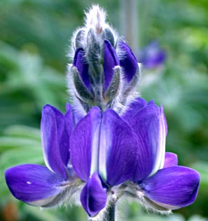 Blue Lupine 