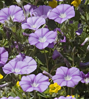 Syrian Bindweed 