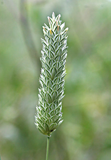 Littleseed canarygrass 