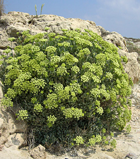 Sea Fennel. Samphire 