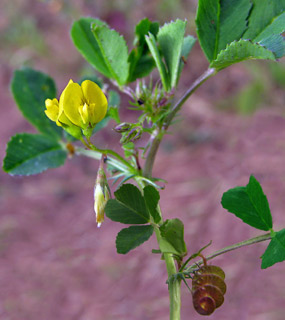 Medicago orbicularis