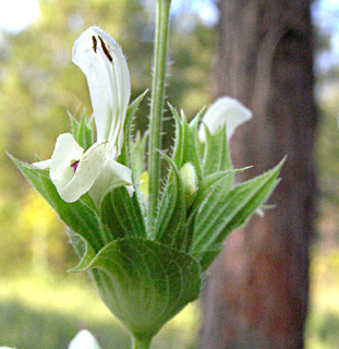 Salvia samuelssonii