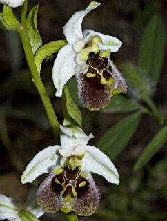 Bornmuller’s Ophrys  
