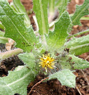 Blessed thistle 