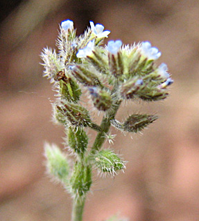 Forget-me-not 