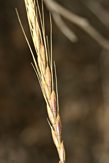 Goatgrass 