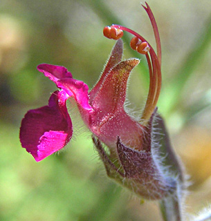 Aegean Sage Germander   הכי מתאים 