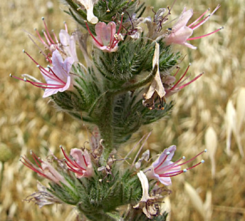 Tall Viper's-bugloss 