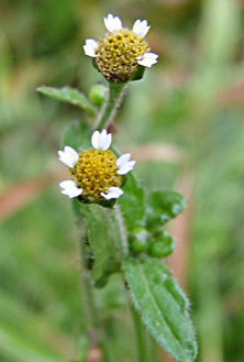 Small flower Galinsoga, Joly Hooker 