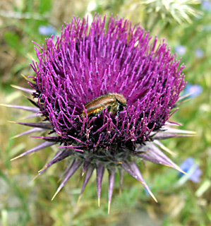 Cotton Thistle 