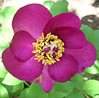 Paeonia mascula