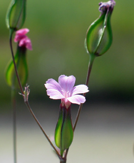 Cow Savignia 