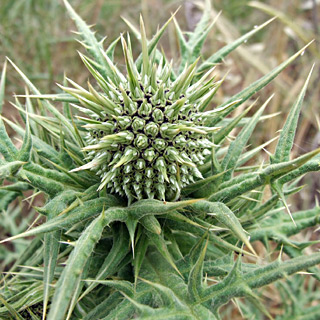 Echinops viscosus