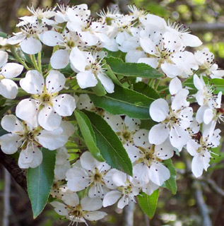 Pyrus  syriaca 