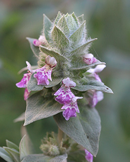 Palestine woundwort 