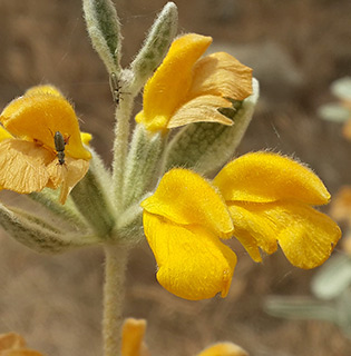  Jerusalem Sage 