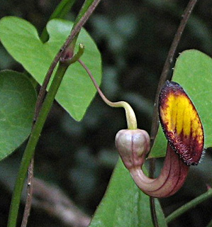 Creeping Pipevine 