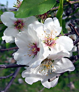 Common Almond 