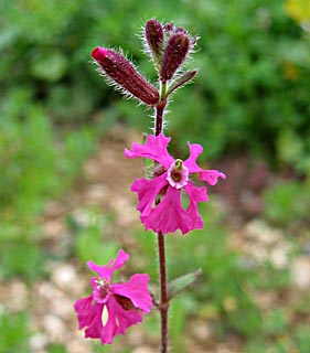 Cloven-Petalled Campion 