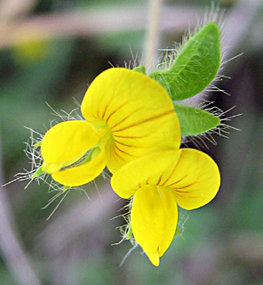 Lotus angustissimus