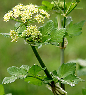 Wild celery 