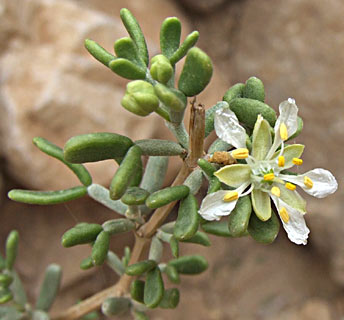 Zygophyllum dumosum