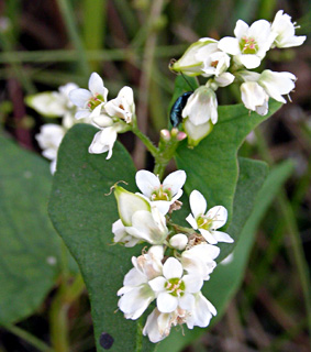 Buckwheat 