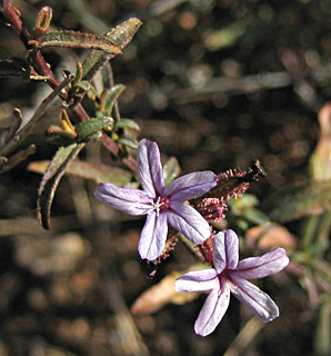 Plumbago europaea