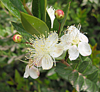 Myrtus communis