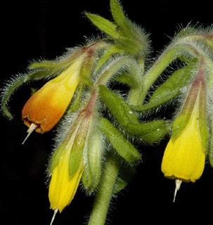 Onosma frutescens