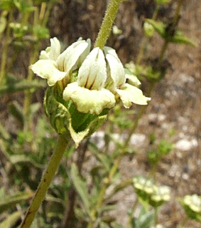 Sideritis pullulans