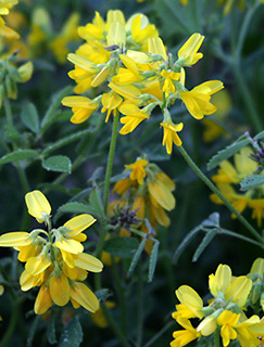 Jerusalem Fenugreek 