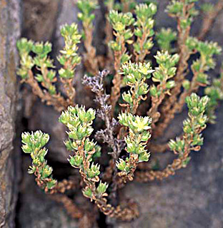 Sedum laconicum