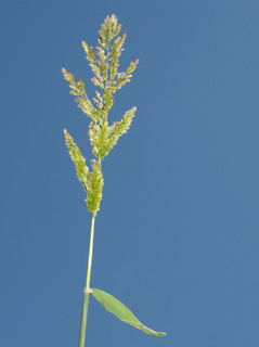 Rabbitsfoot grass 