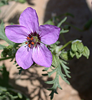 Desert Stork's-bill  