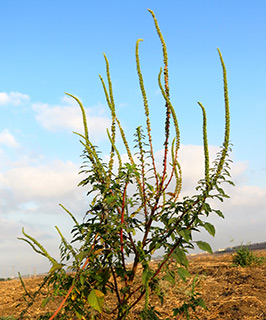 Redroot, Careless weed 