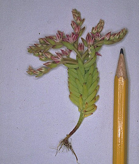 Sedum caespitosum