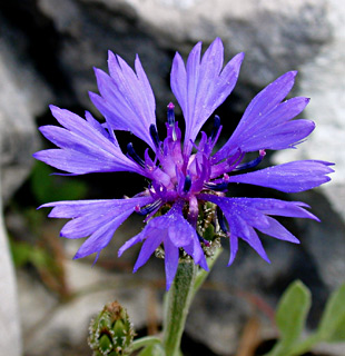 Syrian Cornflower-thistle, Knapweed 