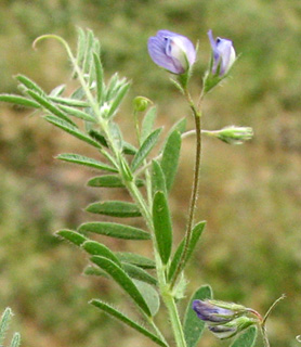 עדשה שינית