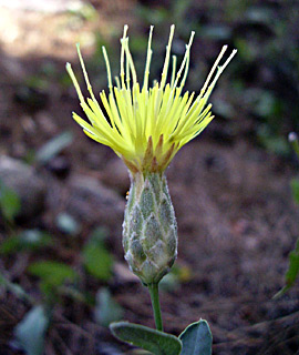 Klasea cerinthifolia